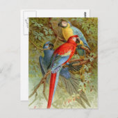 Carte Postale Macaws (Devant / Derrière)
