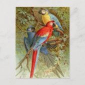 Carte Postale Macaws (Devant)