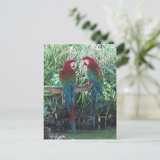 Carte Postale Macaws (Debout devant)