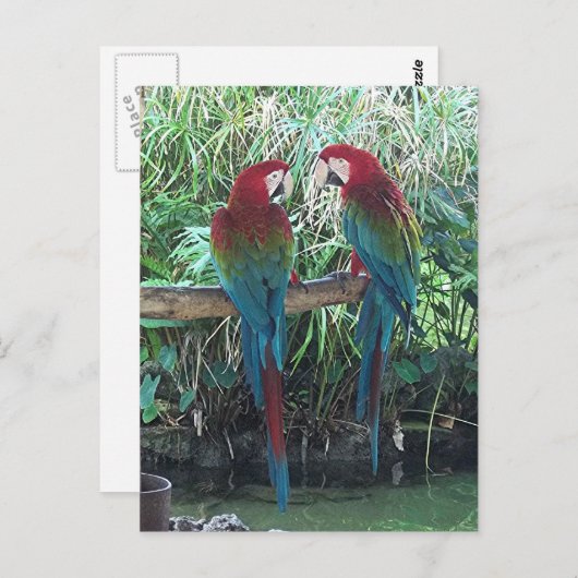 Carte Postale Macaws (Devant / Derrière)