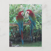 Carte Postale Macaws (Devant)