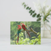 Carte Postale Macaws à ailes vertes (Debout devant)