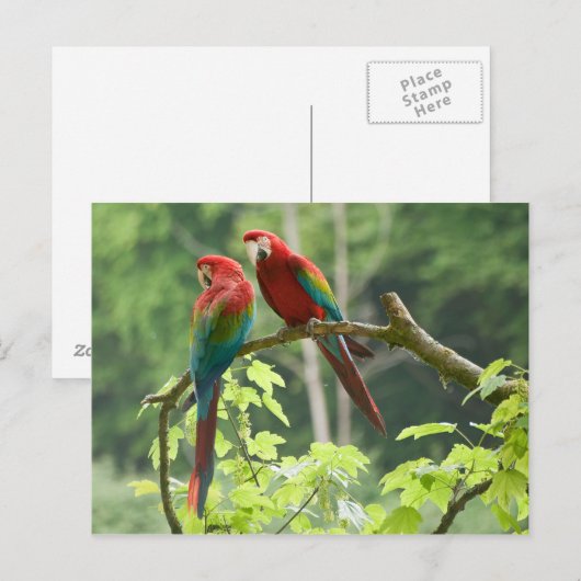 Carte Postale Macaws à ailes vertes (Devant / Derrière)