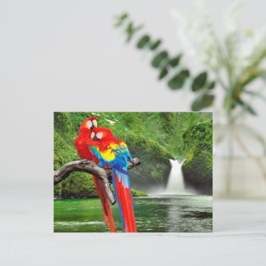 Carte Postale Macaws en forêt tropicale (Debout devant)