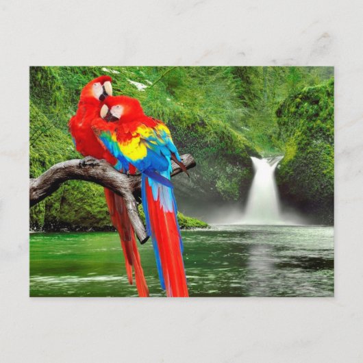 Carte Postale Macaws en forêt tropicale (Devant)