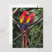Carte Postale macaws rouge (Devant / Derrière)