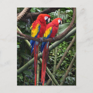 Carte Postale macaws rouge