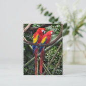 Carte Postale macaws rouge (Debout devant)