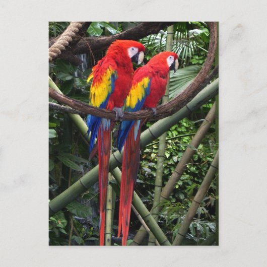 Carte Postale macaws rouge (Devant)