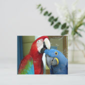 Carte Postale Macaws rouges et bleus colorés (Debout devant)