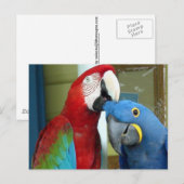 Carte Postale Macaws rouges et bleus colorés (Devant / Derrière)