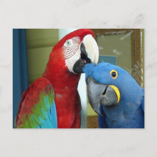 Carte Postale Macaws rouges et bleus colorés