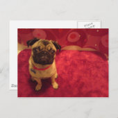 Carte postale Machi de carlin (Devant / Derrière)