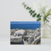 Carte Postale Machias Seal Island Atlantic Puffins Razorbill (Debout devant)