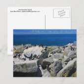 Carte Postale Machias Seal Island Atlantic Puffins Razorbill (Devant / Derrière)