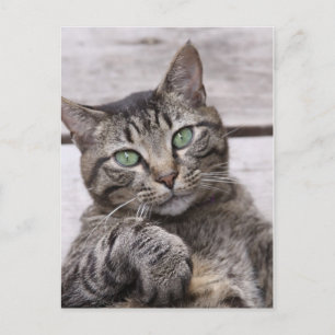 Carte Postale Mackerel Tabby Cat