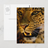 Carte Postale Macro Big Cat (Devant / Derrière)