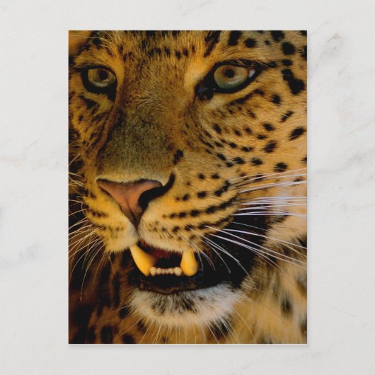 Carte Postale Macro Big Cat (Devant)