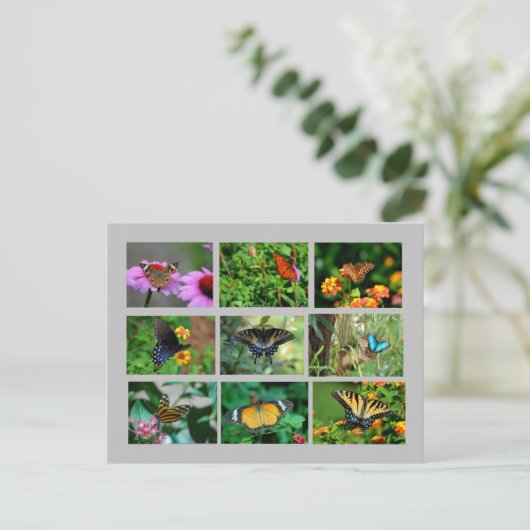 Carte postale Macro Butterflies (Debout devant)