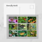 Carte postale Macro Butterflies (Devant / Derrière)