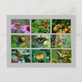 Carte postale Macro Butterflies (Devant)