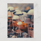 Carte Postale Macro Champignons (Devant)