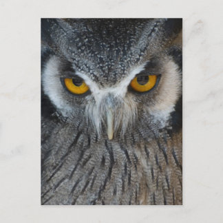 Carte Postale Macro Chouette noire et blanche
