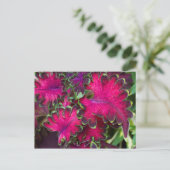 Carte Postale Macro Coleus (Debout devant)