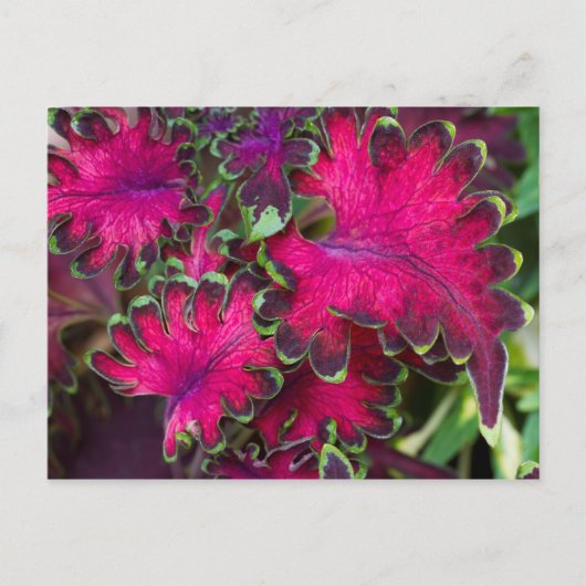 Carte Postale Macro Coleus (Devant)