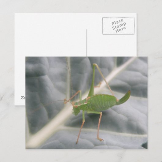 Carte postale Macro cricket vert (Devant / Derrière)