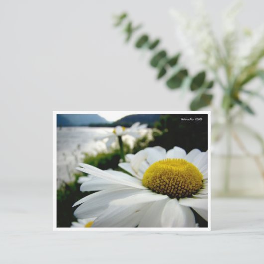 Carte Postale Macro Daisy By River (Debout devant)