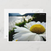 Carte Postale Macro Daisy By River (Devant / Derrière)