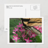 Carte postale Macro d'alimentation papillon (Devant / Derrière)