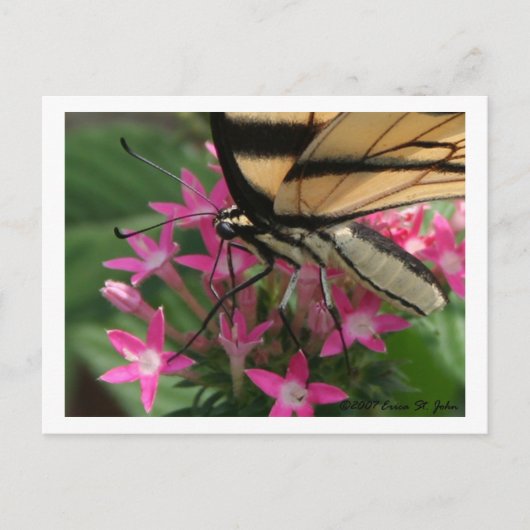 Carte postale Macro d'alimentation papillon (Devant)