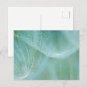 Carte Postale macro Dandelion (Devant / Derrière)