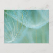 Carte Postale macro Dandelion (Devant)