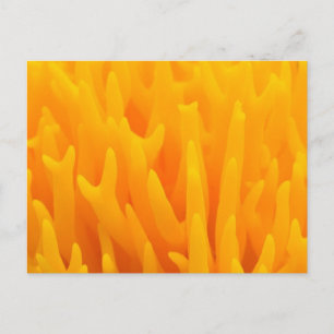 Carte Postale Macro De Champignons