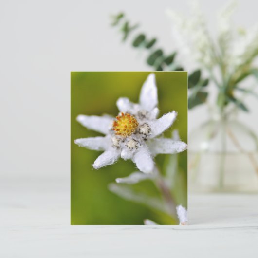 Carte Postale Macro de fleur edelweiss (Debout devant)