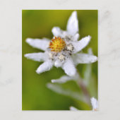 Carte Postale Macro de fleur edelweiss (Devant)