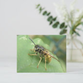 Carte postale macro diptère (Debout devant)