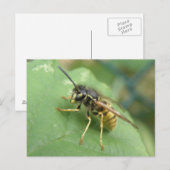 Carte postale macro diptère (Devant / Derrière)