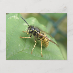 Carte postale macro diptère