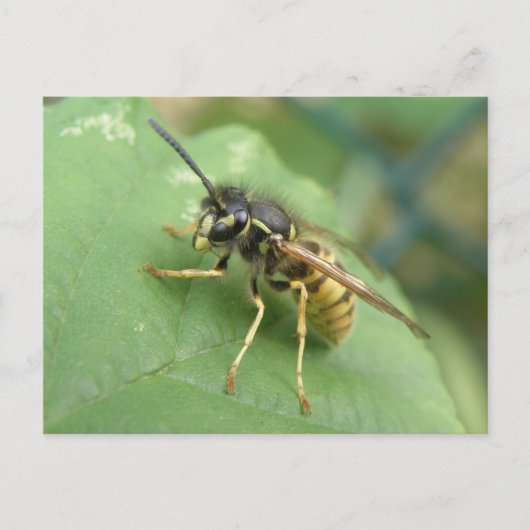 Carte postale macro diptère (Devant)