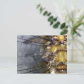 Carte Postale Macro dragonfly (Debout devant)