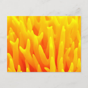 Carte Postale Macro du champignon