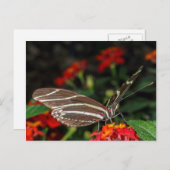 Carte Postale Macro d'un papillon zèbre à aile longue (Devant / Derrière)