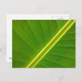 Carte Postale Macro feuille banane (Devant / Derrière)