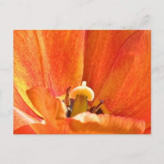 Carte Postale macro fleur orange (Devant)