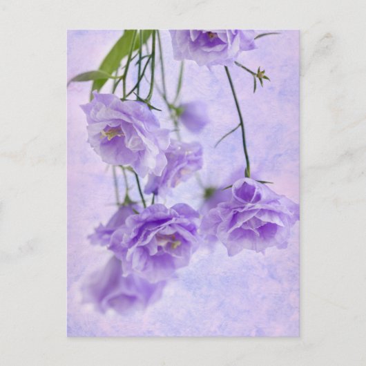 Carte Postale Macro Fleurs Campanella Violet (Devant)