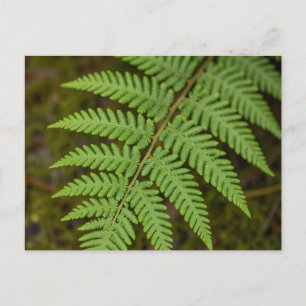 Carte Postale Macro Forêt Fougère Feuille Vert Luxuriant Nature